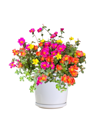 Common Purslane (A)